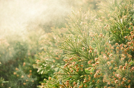 Sanbu-sugi Cedar