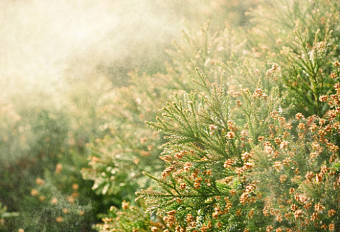 Sanbu-sugi Cedar